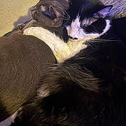 Cosmo is registered to the contest to win money with this photo: cats, cat, tuxedo_cat, brown_cat, black_and_white, fur, whiskers, ears, sleeping, cuddling, pets, animals, close_up, portrait, indoor, couch, blanket, cozy, relaxed, companionship