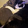 cats, cat, tuxedo_cat, brown_cat, black_and_white, fur, whiskers, ears, sleeping, cuddling, pets, animals, close_up, portrait, indoor, couch, blanket, cozy, relaxed, companionship