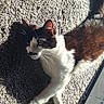 Buddy is registered to the contest to win money with this photo: cat, black_and_white_cat, pet, feline, whiskers, ears, paws, lying_down, lounging, carpet, sunlight, shadow, indoors, home, relaxed, animal_portrait, white_fur, black_fur, whiteboard, cozy