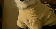 Buddy is registered to the contest to win money with this photo: cat, tuxedo_cat, pet, sweater, knitted_clothing, black_and_white, whiskers, green_eyes, ears, fluffy_tail, sitting, indoor, home, furniture, portrait, cozy, animal, cute, serious_expression, warm_lighting