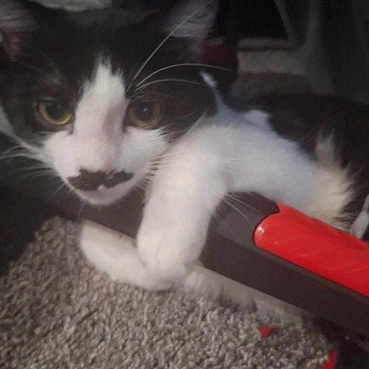 Buddy