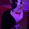 Buddy joined the competition — help win amazing prizes! cat, black_and_white, pet, animal, collar, bell, whiskers, ears, eyes, sitting, indoor, purple_lighting, dramatic_lighting, wooden_floor, wall, portrait, feline, short_hair, alert, cute
