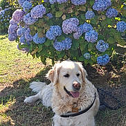 Opale a rejoint le concours — aidez-le/la à gagner de superbes lots ! dog, golden_retriever, flower_bush, hydrangea, blue_flowers, grass, outdoor, sunlight, pet, canine, nature, leaf, summer, happy, tongue_out, resting, collar, leash, garden, plant