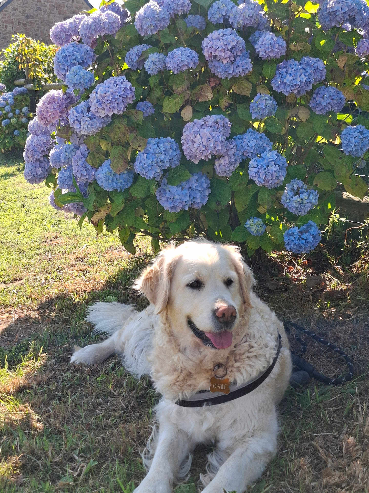 Opale a rejoint le concours — aidez-le/la à gagner de superbes lots ! dog, golden_retriever, flower_bush, hydrangea, blue_flowers, grass, outdoor, sunlight, pet, canine, nature, leaf, summer, happy, tongue_out, resting, collar, leash, garden, plant