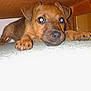 puppy, dog, carpet, indoor, brown, pet, animal, cute, young, laying, paw, closeup, furniture, box, floor, small, ears, nose, whiskers, expression