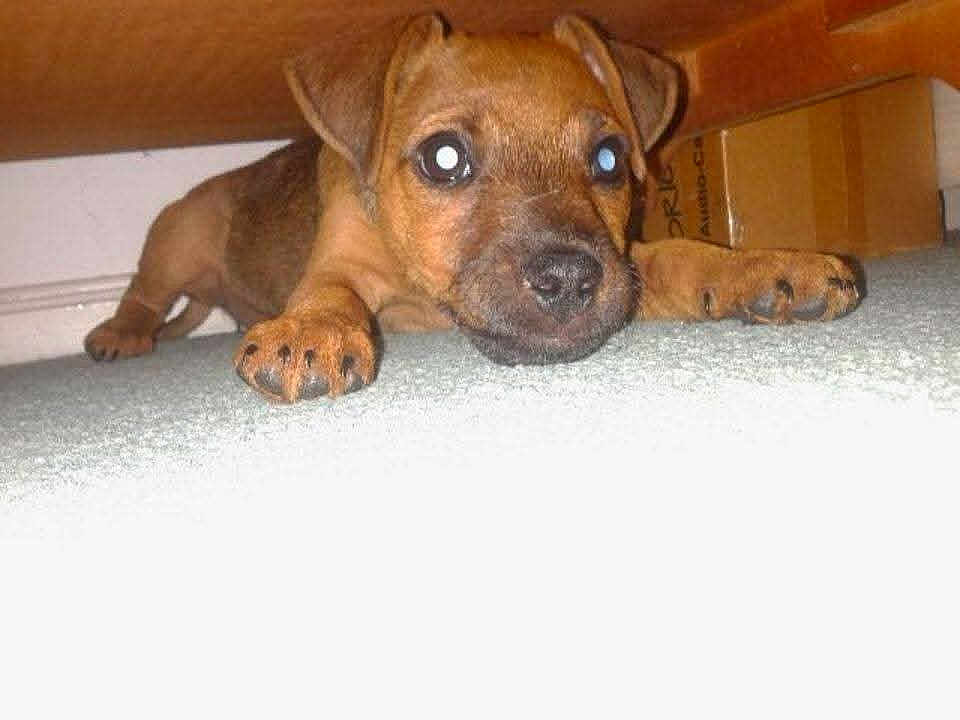 Kenzie is registered to the contest to win money with this photo: puppy, dog, carpet, indoor, brown, pet, animal, cute, young, laying, paw, closeup, furniture, box, floor, small, ears, nose, whiskers, expression