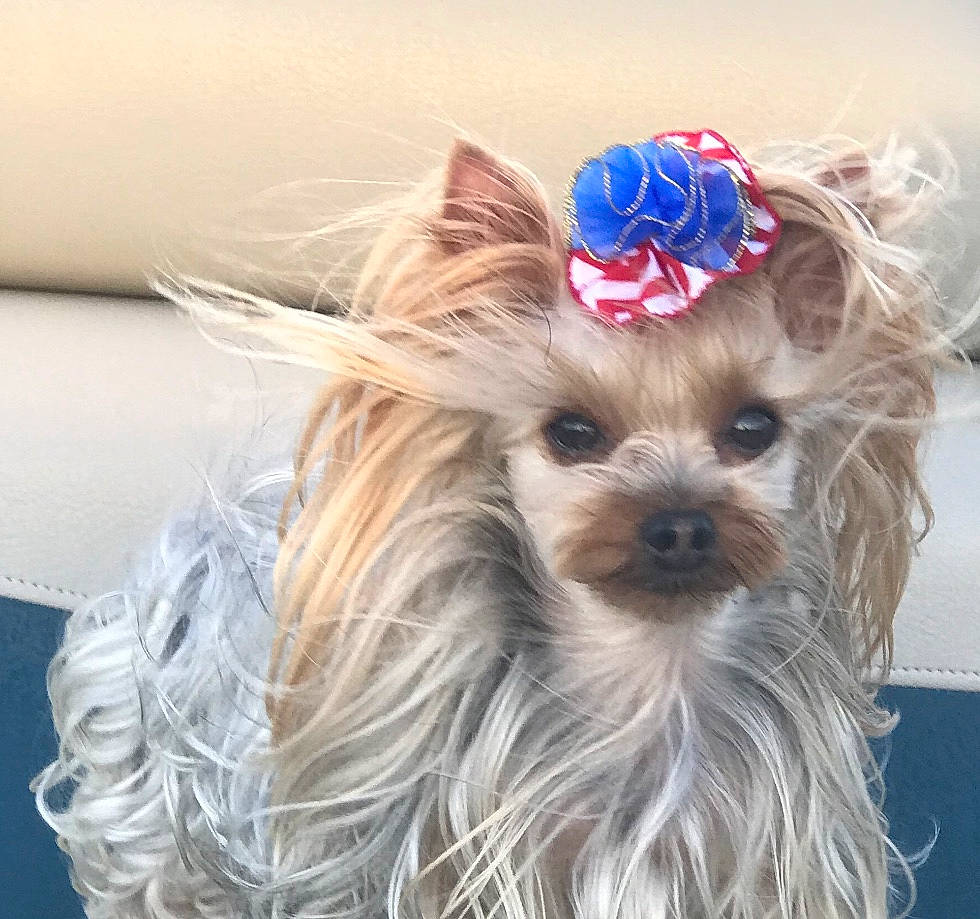 Mia joined the competition — help win amazing prizes! canidae, carnivore, companion_dog, dog, dog_breed, dog_clothes, dog_supply, electric_blue, fashion_accessory, fawn, fur, hat, liver, pet_supply, snout, sporting_group, terrier, toy_dog, working_animal, yorkshire_terrier