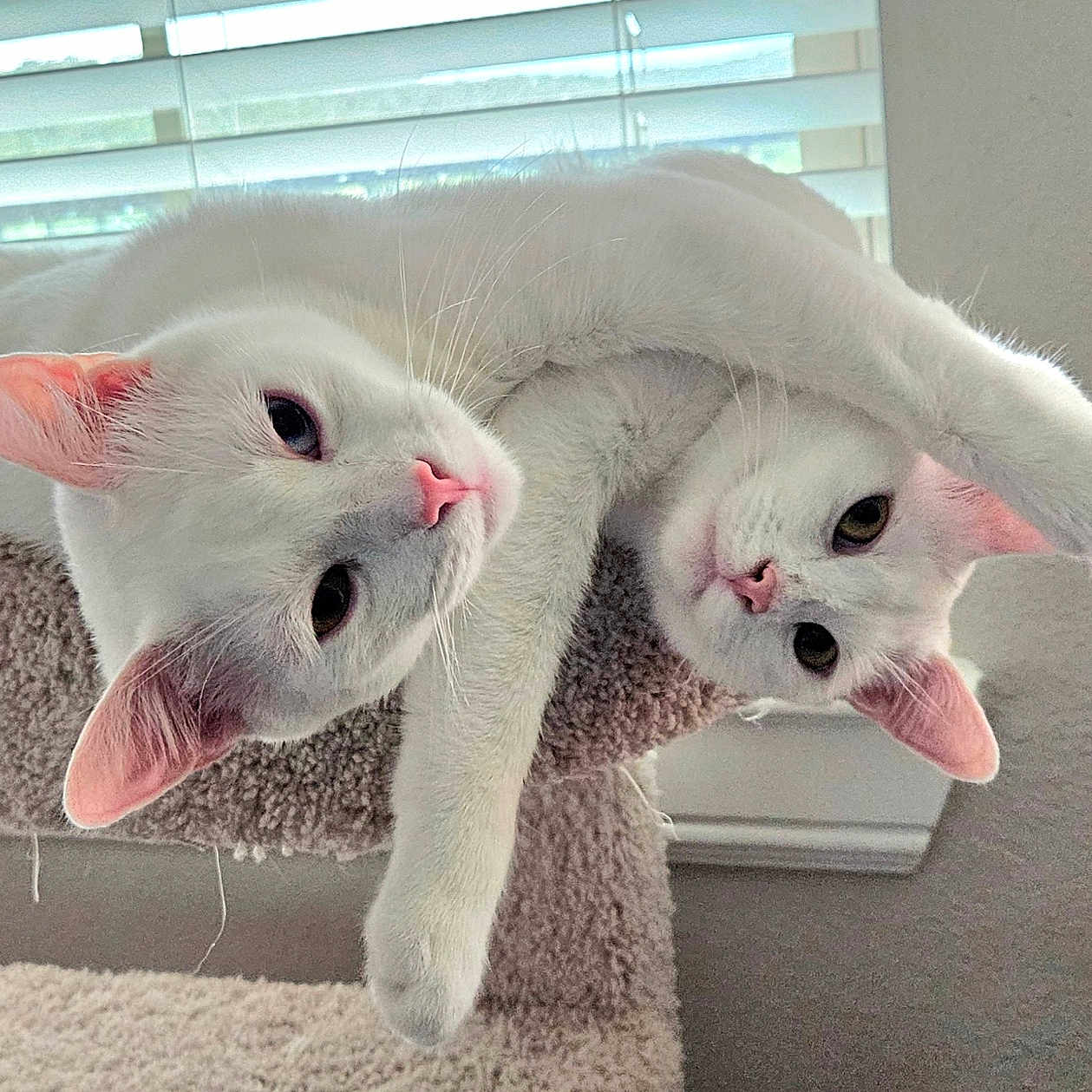 Salvador And Dali is registered to the contest to win money with this photo: abyssinian, angora, animal, bodypart, cat, chair, couch, curtain, furniture, homedecor, indoors, kitten, manx, mouth, person, pet, siamese, sleeping, window, windowsill