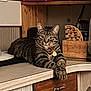 cat, tabby, pet, animal, feline, indoor, kitchen, countertop, wooden_furniture, relaxed, domestic, striped, paws, collar, tag, resting, cute, eyes, whiskers, fur