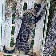 Tigrou a rejoint le concours — aidez-le/la à gagner de superbes lots ! animal, backyard, box, cat, crate, furniture, grass, jar, kitten, manx, outdoors, pet, plant, planter, plywood, pottedplant, pottery, soil, vase, wood