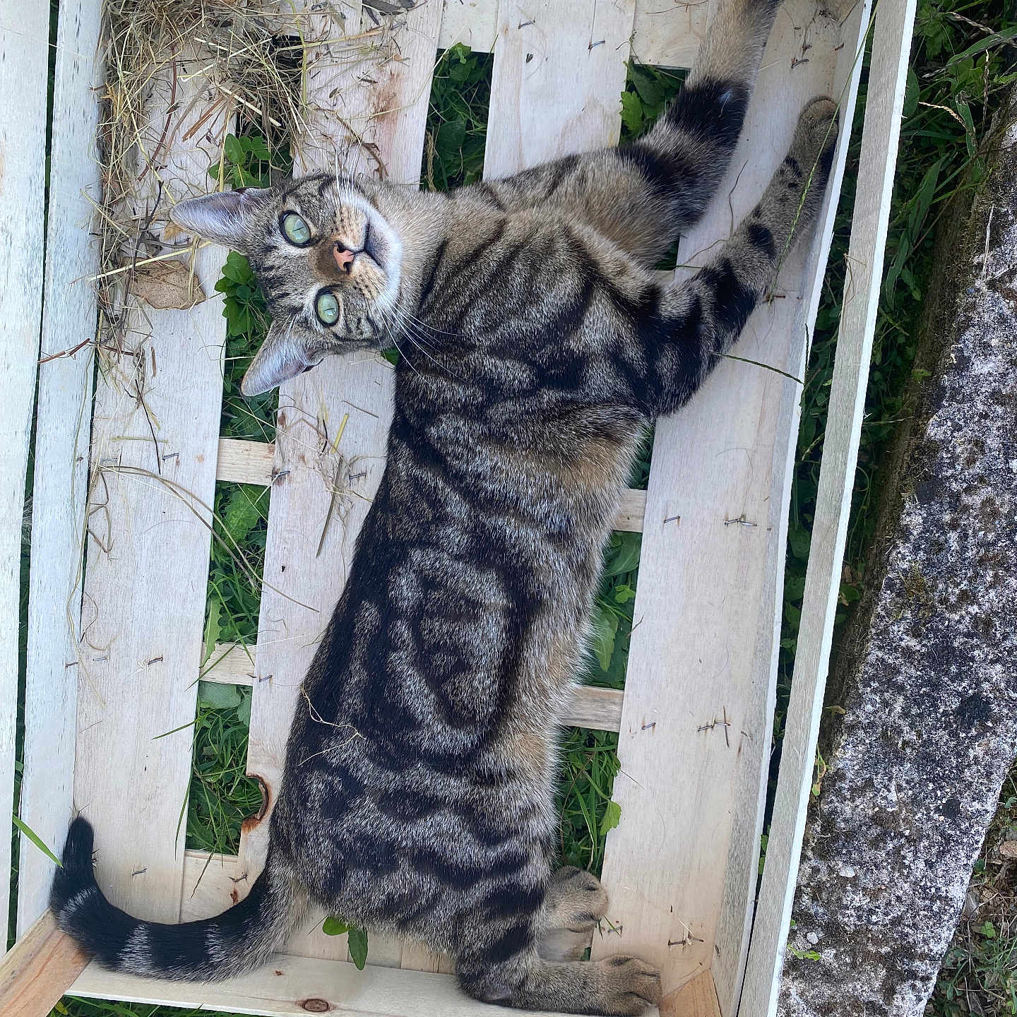 Tigrou a rejoint le concours — aidez-le/la à gagner de superbes lots ! animal, backyard, box, cat, crate, furniture, grass, jar, kitten, manx, outdoors, pet, plant, planter, plywood, pottedplant, pottery, soil, vase, wood