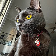 Willow is registered to the contest to win money with this photo: black_cat, cat, yellow_eyes, close_up, collar, santa_charm, pet, indoor, feline, whiskers, portrait, animal, domestic_cat, curious, looking_away, home, ceiling_fan, painting, window, soft_light