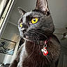 black_cat, cat, yellow_eyes, close_up, collar, santa_charm, pet, indoor, feline, whiskers, portrait, animal, domestic_cat, curious, looking_away, home, ceiling_fan, painting, window, soft_light