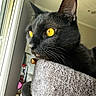 black_cat, cat, pet, indoor, window, golden_eyes, fur, whiskers, collar, bell, texture, gray_fabric, close_up, animal, feline, looking_out, cozy, home, soft_light, portrait