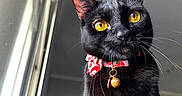 Willow is registered to the contest to win money with this photo: black_cat, cat, pet, animal, golden_eyes, collar, bell, window_light, indoor, curious, whiskers, feline, portrait, close_up, domestic_animal, cute, stray_cat, tabby, fur, sitting