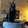 Willow is registered to the contest to win money with this photo: black_cat, cat, cat_tree, indoor, living_room, yellow_eyes, purple_collar, feline, pet, furniture, wall_art, sofa, decor, houseplant, cozy, portrait, domestic_animal, looking_away, close_up, whiskers