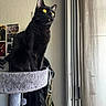 Willow is registered to the contest to win money with this photo: black_cat, cat_tree, yellow_eyes, indoor, window, natural_light, wall, dried_flowers, photos, pinned_photos, furniture, pet, animal, domestic_cat, gazing, sitting, cozy, shadow, texture, close_up