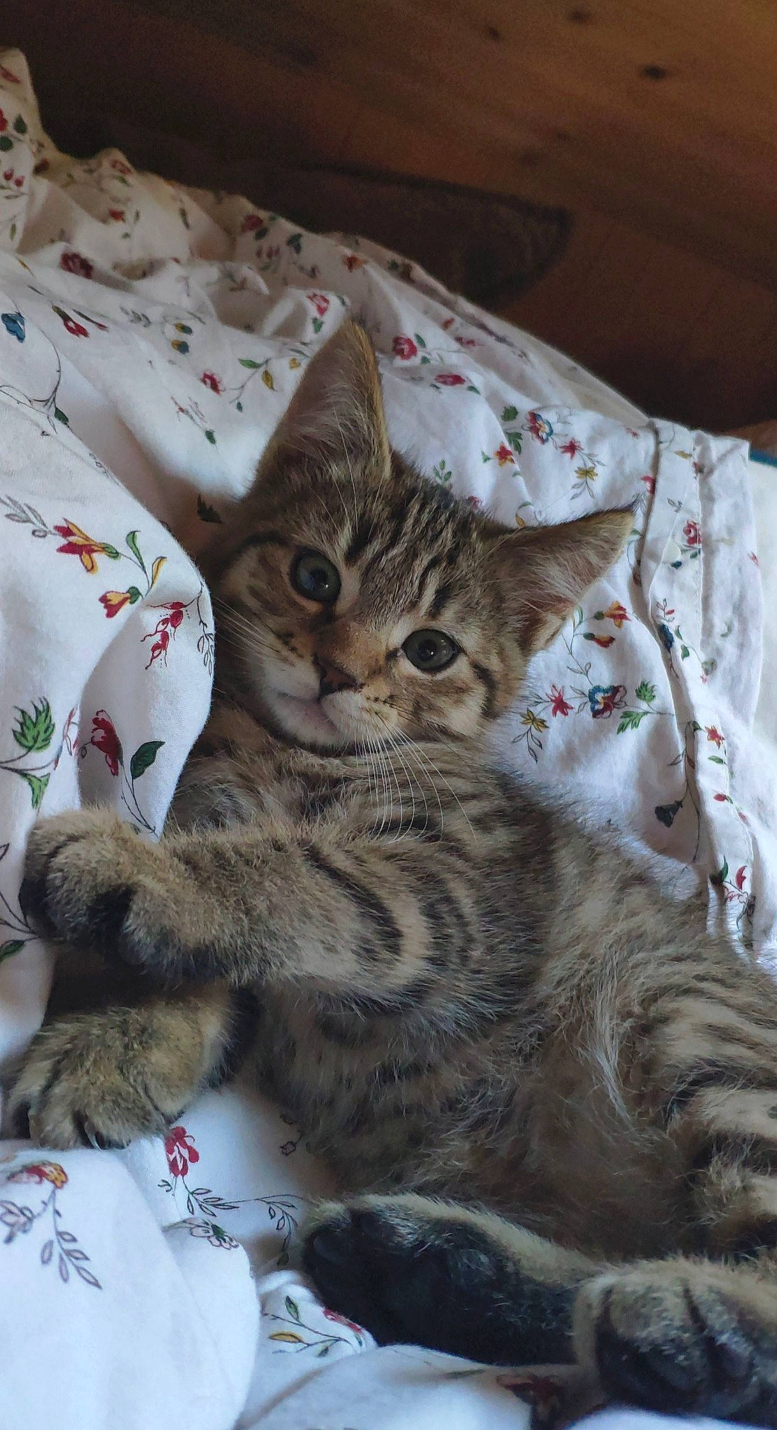 Murphy participe au concours pour gagner de l'argent avec cette photo : carnivore, cat, claw, comfort, domestic_short_haired_cat, felidae, fur, linens, pattern, paw, small_to_medium_sized_cats, terrestrial_animal, whiskers