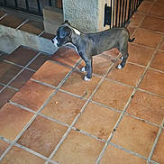Akira participe au concours pour gagner de l'argent avec cette photo : alert, animal, black_and_white, curious, dog, domestic, fence, floor, gate, home, indoor, pet, puppy, puppy_paw, quiet, small, standing, tile_floor, wall, young