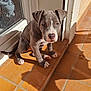 animal, brown_tile_floor, cute, dog, door, ears, floor, house, indoor, nose, pet, portrait, puppy, shadow, sitting, sunlight, tile, white_markings, window, young_dog