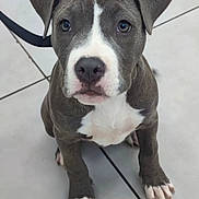 Akira a rejoint le concours — aidez-le/la à gagner de superbes lots ! puppy, dog, gray, white, leash, tile_floor, pet, young_dog, sitting, cute, animal, paw, ears, face, adorable, looking_up, indoor, companion, heart_emoji, close_up