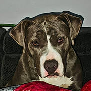 Akira participe au concours pour gagner de l'argent avec cette photo : blanket, brindle_coat, close_up, couch, dog, domestic_animal, ears, eyes, fur, indoor, living_room, muzzle, nose, pet, portrait, relaxed, sofa, stare, upholstery, white_marking