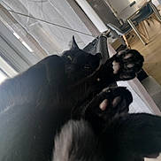 Blacky a rejoint le concours — aidez-le/la à gagner de superbes lots ! animal, black_cat, cat, chair, close_up, cozy, curtains, domestic_animal, floor, fur, furniture, home, indoor, paws, pet, relaxed, resting, table, whiskers, window