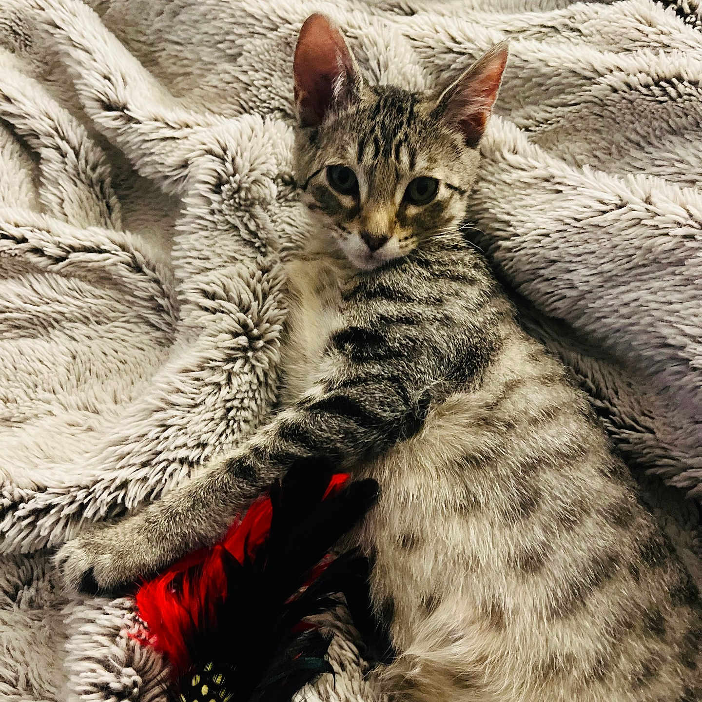 Smokey joined the competition — help win amazing prizes! animal, blanket, cat, comfort, cozy, curious, cute, feathers, feline, fluffy, fur, indoor, kitten, paw, pet, relaxed, resting, tabby, toy, young