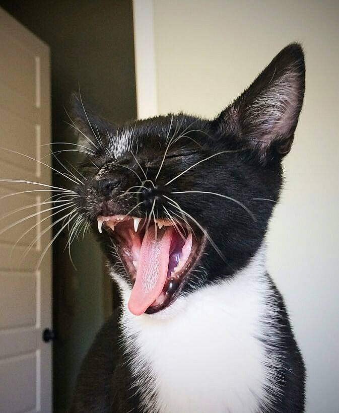 Blair joined the competition — help win amazing prizes! carnivore, cat, domestic_short_haired_cat, eye, fang, felidae, fur, hair, head, jaw, paw, roar, shout, small_to_medium_sized_cats, snout, tongue, tooth, whiskers, window, yawn