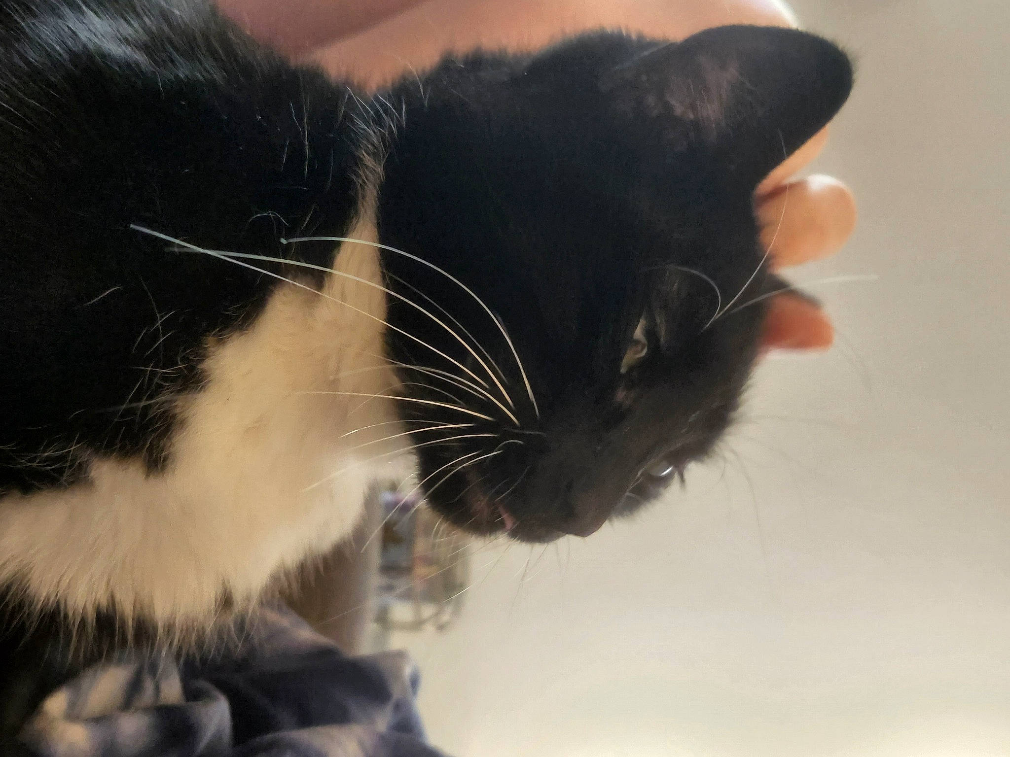 Mocha is registered to the contest to win money with this photo: black_cat, carnivore, cat, claw, cloud, comfort, domestic_short_haired_cat, ear, eye, felidae, fur, head, human_body, leg, paw, small_to_medium_sized_cats, snout, tail, tree, whiskers