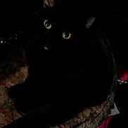 Salem is registered to the contest to win money with this photo: animal, basket, black_cat, cat, cute, dark, domestic_cat, eye_contact, feline, glowing_eyes, indoor, low_light, mysterious, night, pet, quiet, resting, shadow, still_life, woven_basket
