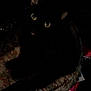 animal, basket, black_cat, cat, cute, dark, domestic_cat, eye_contact, feline, glowing_eyes, indoor, low_light, mysterious, night, pet, quiet, resting, shadow, still_life, woven_basket