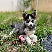Athena a rejoint le concours — aidez-le/la à gagner de superbes lots ! animal, canine, cute, dog, domestic_animal, ears_up, fur, garden, grass, husky, laying_down, nature, outdoor, pet, pink_toy, playful, puppy, relaxed, toy, young
