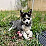 animal, canine, cute, dog, domestic_animal, ears_up, fur, garden, grass, husky, laying_down, nature, outdoor, pet, pink_toy, playful, puppy, relaxed, toy, young