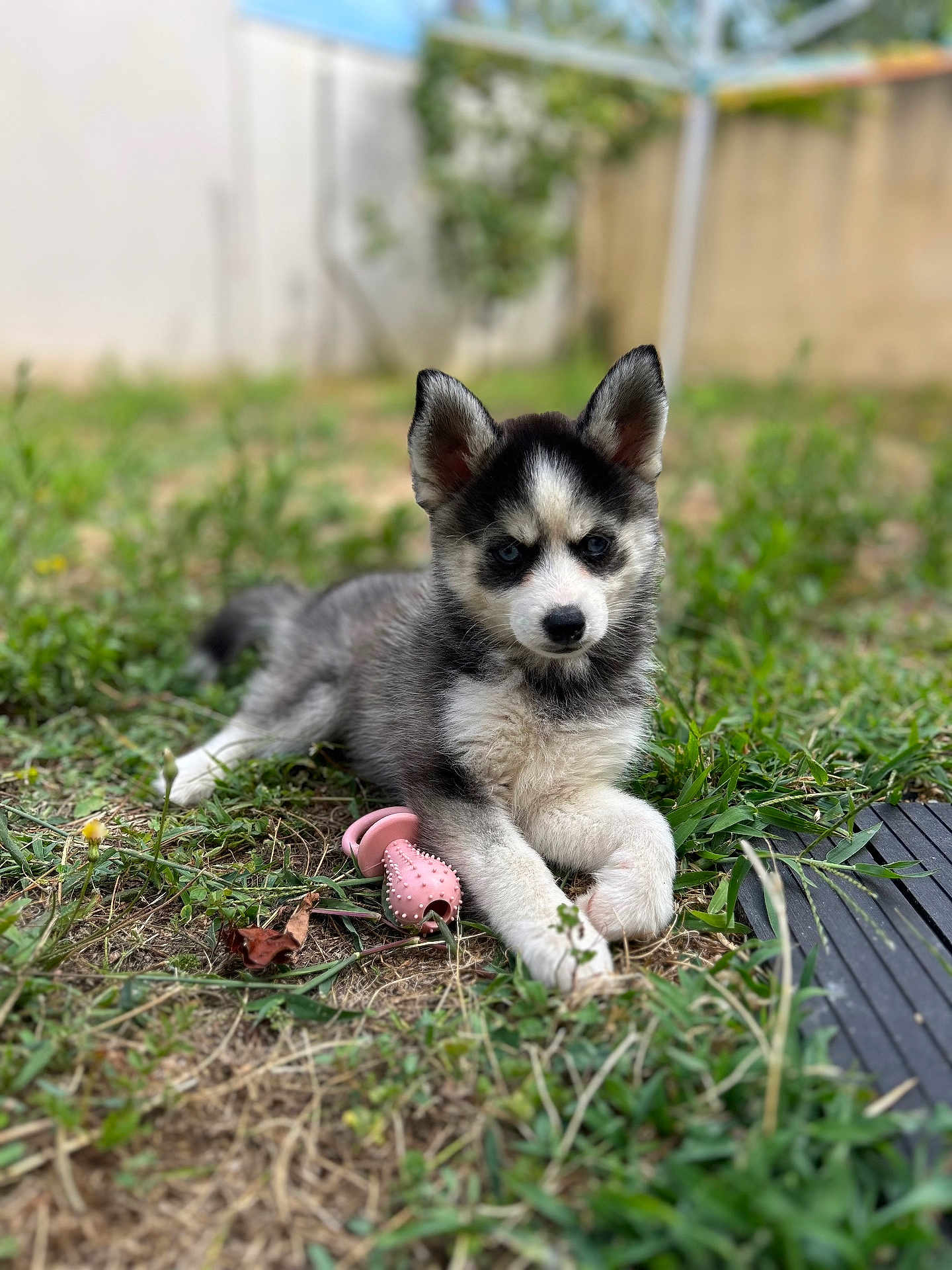 Athena