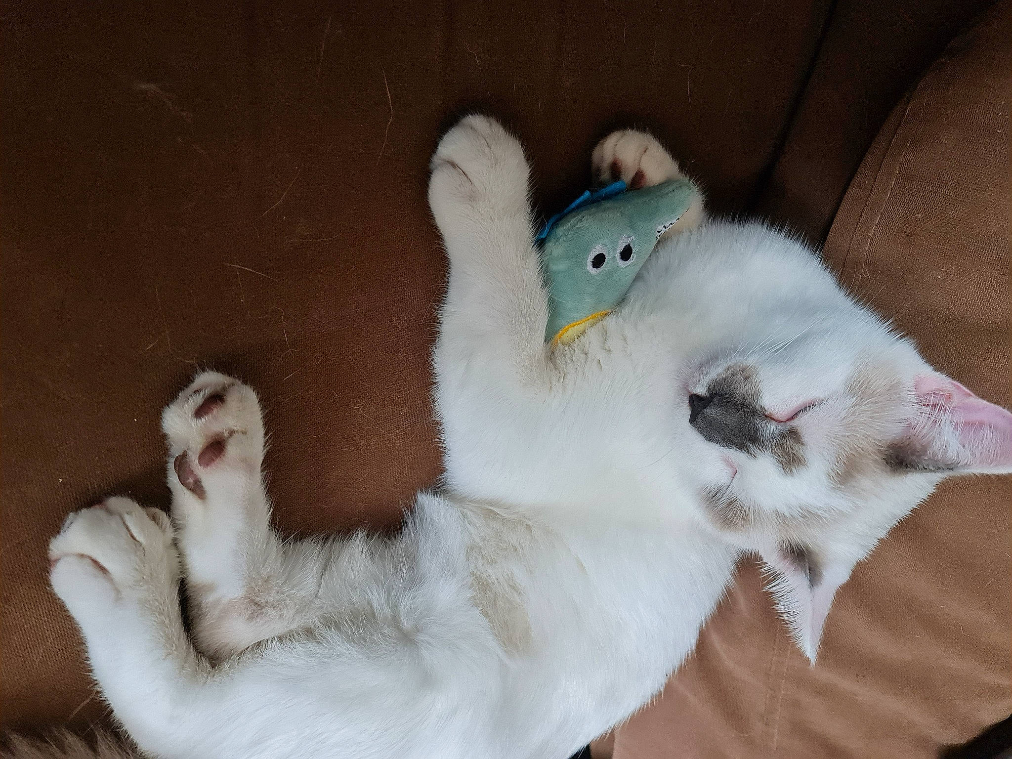 Guyzmo participe au concours pour gagner de l'argent avec cette photo : art, beak, canidae, carnivore, cat, cat_bed, claw, comfort, companion_dog, dog_breed, domestic_short_haired_cat, felidae, fur, paw, ragdoll, seabird, small_to_medium_sized_cats, stuffed_toy, tail, whiskers