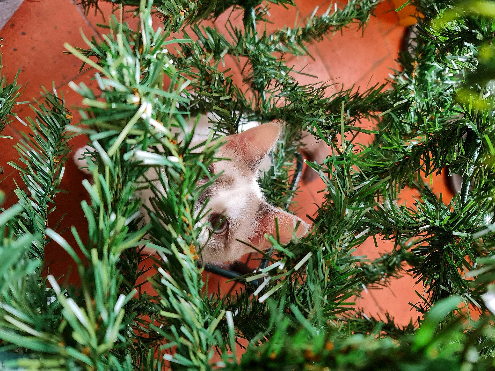 Guyzmo participe au concours pour gagner de l'argent avec cette photo : branch, carnivore, cat, christmas_decoration, christmas_ornament, christmas_tree, conifer, event, evergreen, fawn, fur, grass, groundcover, holiday, holiday_ornament, larch, ornament, plant, shortstraw_pine, twig