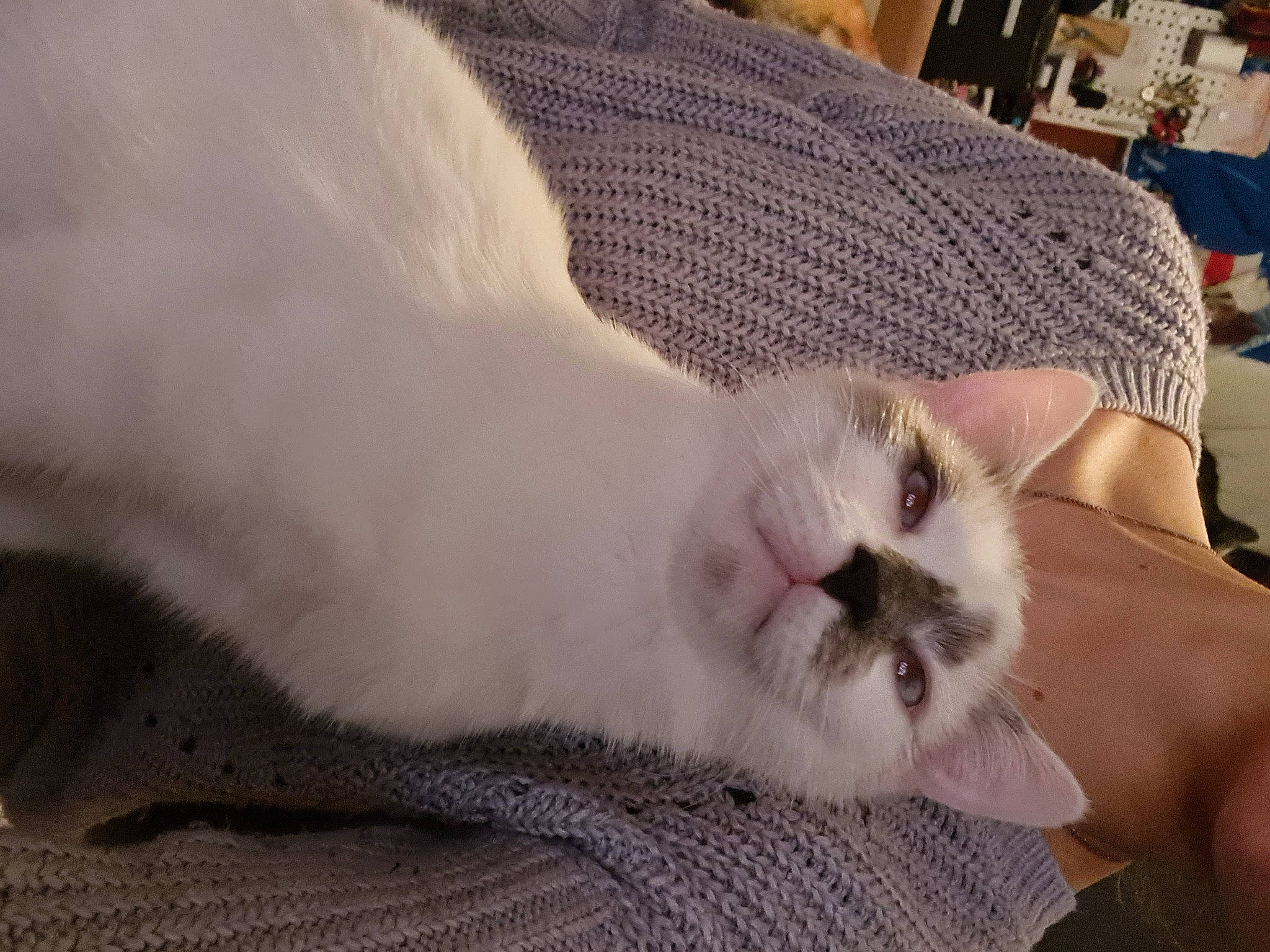 Guyzmo participe au concours pour gagner de l'argent avec cette photo : blanket, carnivore, cat, claw, comfort, couch, domestic_short_haired_cat, fawn, felidae, fur, linens, nail, nap, paw, sleep, small_to_medium_sized_cats, snout, tail, whiskers, woven_fabric