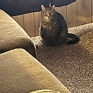 Tigger joined the competition — help win amazing prizes! cat, tabby_cat, carpet, couch, furniture, indoor, pet, animal, floor, wall, wood_panel, seated, looking, domestic, living_room, cozy, quiet, mammal, whiskers, ears