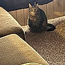 cat, tabby_cat, carpet, couch, furniture, indoor, pet, animal, floor, wall, wood_panel, seated, looking, domestic, living_room, cozy, quiet, mammal, whiskers, ears