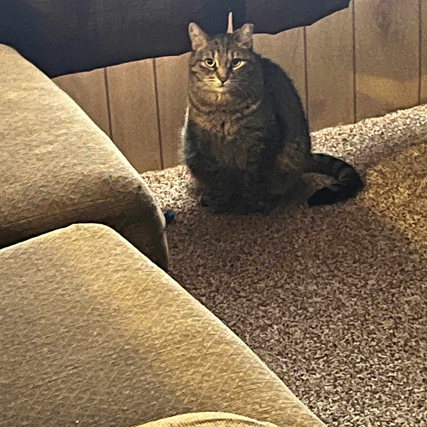 Tigger joined the competition — help win amazing prizes! cat, tabby_cat, carpet, couch, furniture, indoor, pet, animal, floor, wall, wood_panel, seated, looking, domestic, living_room, cozy, quiet, mammal, whiskers, ears