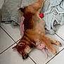 animal, blanket, brown_fur, canine, companion, cozy, cute, dog, domestic, floor, fur, indoor, laying_down, pet, plush_toy, relaxed, resting, sleeping, tile_floor, toy