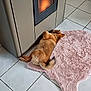 Vaïana participe au concours pour gagner de l'argent avec cette photo : animal, brown, comfort, cozy, dog, fireplace, fluffy, fur, home, indoor, paw, pet, quiet, relaxing, resting, rug, sleeping, tail, tile_floor, warmth