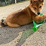 Vaïana participe au concours pour gagner de l'argent avec cette photo : animal, brown_fur, concrete, cute, daylight, dog, ears, fur, green_bottle, nature, nose, outdoor, paw, pet, playful, puppy, resting, shadow, sunlight, young_dog