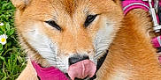 Vaïana a rejoint le concours — aidez-le/la à gagner de superbes lots ! animal, canine, closeup, cute, dog, ears, fur, grass, licking, muzzle, nature, nose, outdoor, pet, pink_harness, playful, relaxed, shiba_inu, tongue, whiskers