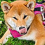 animal, canine, closeup, cute, dog, ears, fur, grass, licking, muzzle, nature, nose, outdoor, pet, pink_harness, playful, relaxed, shiba_inu, tongue, whiskers