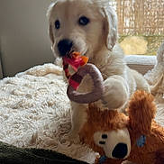 Achéron a rejoint le concours — aidez-le/la à gagner de superbes lots ! animal, ball, canine, cockerspaniel, couch, dog, football, furniture, goldenretriever, hound, pet, plush, poodle, puppy, soccer, soccerball, teddybear, terrier, toy, whitedog