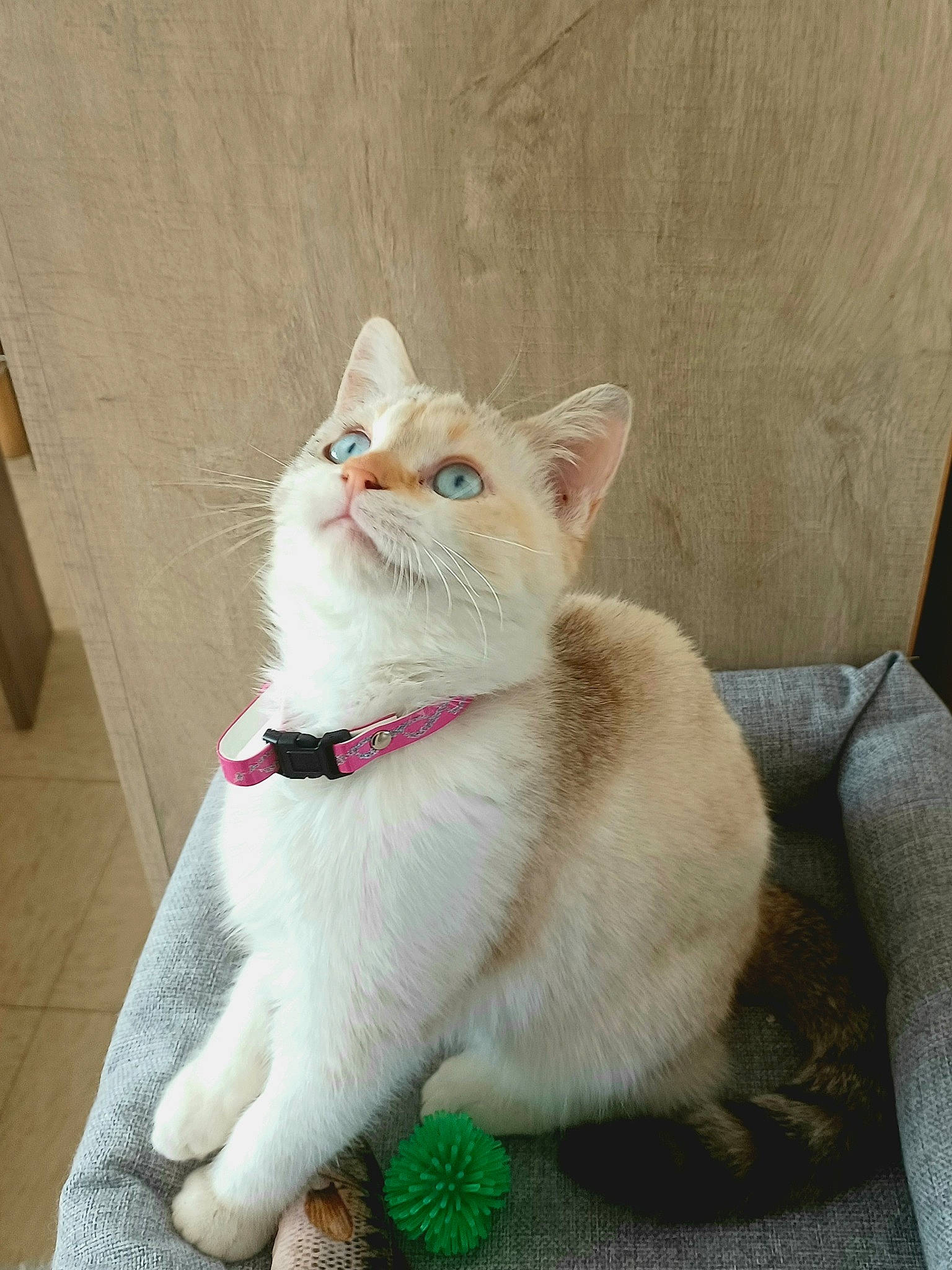 Sally a rejoint le concours — aidez-le/la à gagner de superbes lots ! art, carnivore, cat, claw, collar, domestic_short_haired_cat, fawn, felidae, fur, paw, small_to_medium_sized_cats, snout, tail, whiskers