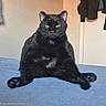 Bob joined the competition — help win amazing prizes! black_cat, cat, pet, feline, sitting, indoor, blue_blanket, fur, animal, cute, paw, whiskers, ears, yellow_eyes, relaxed, home, bedroom, fur_texture, looking_at_camera, chubby_cat