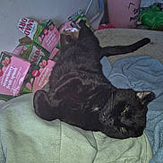 Bob joined the competition — help win amazing prizes! black_cat, cat, animal, pet, indoor, clothing, blanket, box, canada_dry, strawberry_fruit_splash, container, paper, relaxed, sleepy, feline, tail, fur, resting, cozy, household